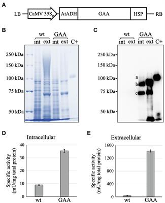 Production of Human Acid-Alpha Glucosidase With a Paucimannose Structure by Glycoengineered Arabidopsis Cell Culture